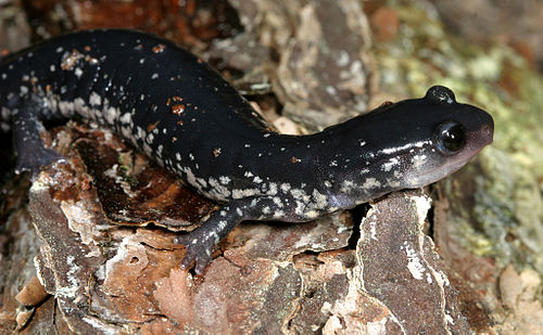 Northern slimy salamander